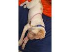 Adopt LOVELY MAPLE a Shar-Pei