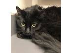 Adopt Lilly a Domestic Long Hair