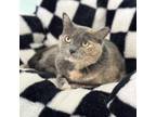 Adopt Sweetie Pie a Domestic Short Hair