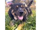 Adopt Diesel a Shepherd (Unknown Type) / Rottweiler / Mixed dog in Fayetteville