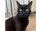 Adopt Ofera a All Black Domestic Shorthair / Mixed cat in Incline Village