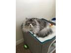 Adopt Azizi a Gray, Blue or Silver Tabby Persian / Mixed (long coat) cat in