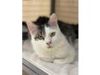 Adopt Promise a Domestic Mediumhair / Mixed (short coat) cat in Grants Pass