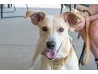Adopt Bonnie Lou a Tan/Yellow/Fawn Labrador Retriever / Terrier (Unknown Type