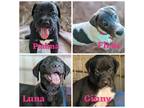 Adopt Harry Potter litter a Labrador Retriever / Mixed Breed (Medium) / Mixed