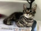 Adopt Hamlet a Brown Tabby Domestic Mediumhair (long coat) cat in St.