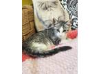 Adopt Skye a Gray, Blue or Silver Tabby Domestic Shorthair (short coat) cat in