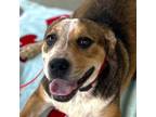 Adopt Arizona a Terrier (Unknown Type, Small) / Australian Cattle Dog / Mixed