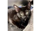 Adopt Lorenzo a Domestic Shorthair / Mixed (short coat) cat in Tiffin