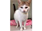 Adopt Rita a Domestic Shorthair / Mixed (short coat) cat in Tiffin