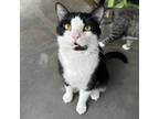 Adopt Michael a All Black Domestic Mediumhair / Mixed cat in Kanab