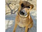 Adopt Candy a Black Mouth Cur