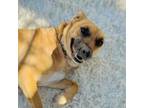 Adopt Candy a Black Mouth Cur