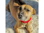 Adopt Darcy a Black Mouth Cur