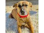Adopt Darcy a Black Mouth Cur