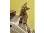 Adopt Remy a Domestic Shorthair / Mixed (short coat) cat in Maumelle