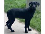 Adopt Bella a Mixed Breed (Medium) / Mixed dog in Pine Bluff, AR (38778008)