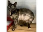 Adopt CC a Domestic Short Hair