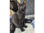 Adopt Marsalis a All Black Domestic Shorthair (short coat) cat in mishawaka