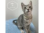 Adopt Pickle a Gray or Blue Domestic Mediumhair / Mixed cat in Incline Village