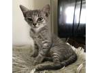 Adopt Kaiju Kitten: Meathead a Gray or Blue Domestic Shorthair / Mixed cat in