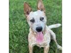 Adopt Tallulah a White - with Tan, Yellow or Fawn Cattle Dog / Mixed dog in