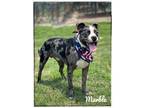 Adopt Marble a Catahoula Leopard Dog dog in Maryville, TN (38706467)