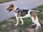 Adopt Abigail aka Abby a Tricolor (Tan/Brown & Black & White) Collie / Catahoula