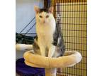 Adopt Quincy a Gray, Blue or Silver Tabby Domestic Shorthair cat in Colmar