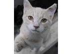 Adopt Le Fou a Domestic Shorthair / Mixed (short coat) cat in Fayetteville