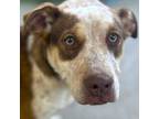 Adopt Georgia a Staffordshire Bull Terrier / Australian Cattle Dog / Mixed dog