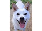 Adopt Marti (S. Korea) **LOCAL** hz a White Jindo dog in Langley, BC (38751752)