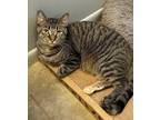 Adopt Hijinks a Domestic Shorthair / Mixed (short coat) cat in Portland