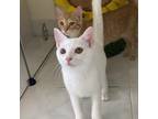 Adopt Zuko a White Domestic Shorthair / Mixed cat in St. Thomas, VI (38597486)