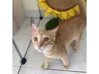 Adopt Toph a Orange or Red Domestic Shorthair / Mixed cat in St.