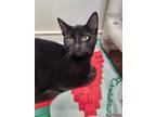 Adopt Raisin Cane a All Black Domestic Shorthair / Mixed cat in Bolivar