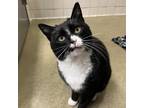 Adopt Teddy a All Black Domestic Shorthair / Mixed cat in Nashville