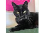 Adopt (EMZ) Mr Mittens a Domestic Mediumhair / Mixed (short coat) cat in