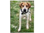 Adopt Diego a Hound (Unknown Type) dog in Maryville, TN (38824342)