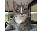 Adopt Highland Sunshine a Domestic Shorthair / Mixed (short coat) cat in