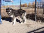Adopt Bella a Alaskan Malamute / Siberian Husky dog in Challis, ID (38590810)