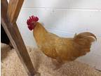 Adopt PUMPKIN a Orange Chicken / Mixed bird in Methuen, MA (36219310)