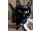 Adopt HALEY a All Black Domestic Shorthair / Mixed (short coat) cat in St.