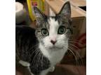 Adopt KAYCEE a Brown Tabby Domestic Shorthair / Mixed (short coat) cat in St.