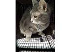 Adopt STAR a Gray, Blue or Silver Tabby Domestic Shorthair / Mixed (short coat)
