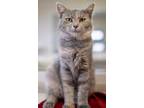 Adopt Astra a Domestic Shorthair / Mixed (short coat) cat in Fremont
