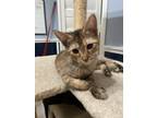 Adopt Mary Ann a Brown or Chocolate Domestic Shorthair (short coat) cat in St.