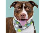 Adopt Chad a Brown/Chocolate Labrador Retriever / Border Terrier / Mixed dog in