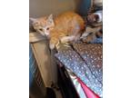 Adopt Creamsicle a Orange or Red Tabby Domestic Shorthair (short coat) cat in