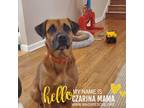 Adopt Czarina Mama Society a Black - with Tan, Yellow or Fawn Boxer / German